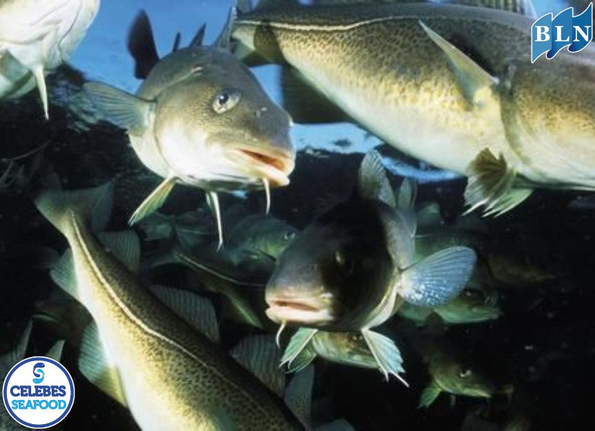 Demersal Fish: Fish That Are Favorites in the Fishing Industry